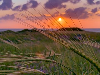 Crops growing on field against sky during sunset