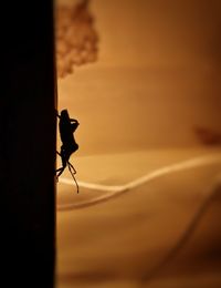 Close-up of silhouette lizard against sky at sunset