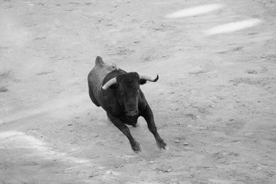 High angle view of running bull