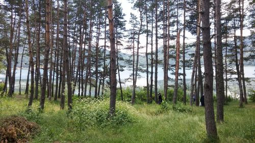 Pine trees in forest