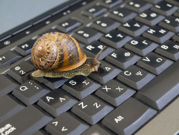 Snail on a keyboard , slow pc
