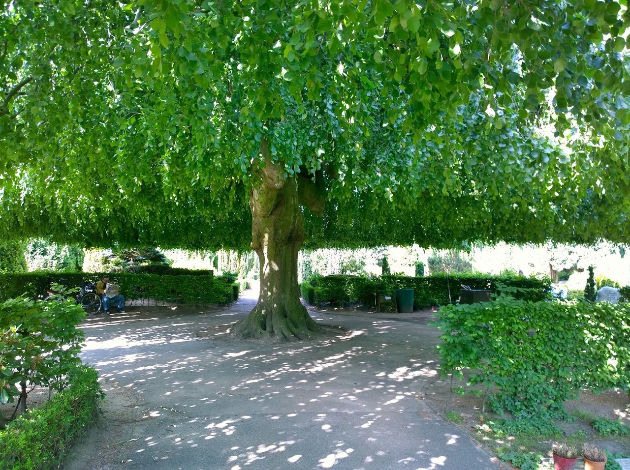 Friedhof Stellingen