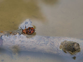 Close-up of ladybug on rock