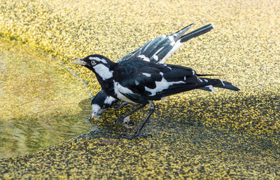 High angle view of bird on water