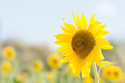 Close-up of yellow sunflower blooming outdoors