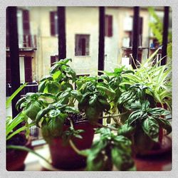 Close-up of potted plant