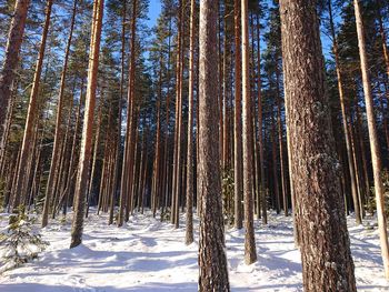 Pine trees in forest during winter