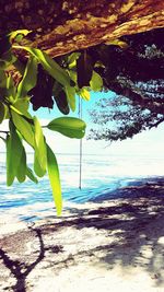 Close-up of tree by sea against sky