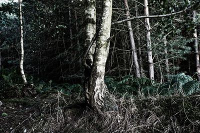 Trees growing in forest