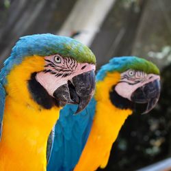 Close-up of gold and blue macaws