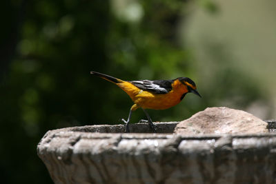 Close-up of bird perching on wooden post