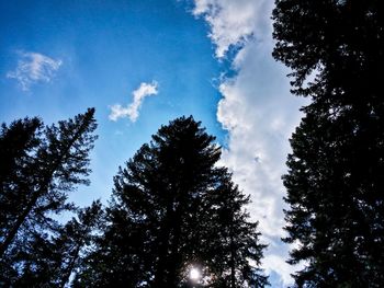 Low angle view of trees against sky