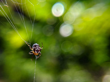 Close-up of spider on web