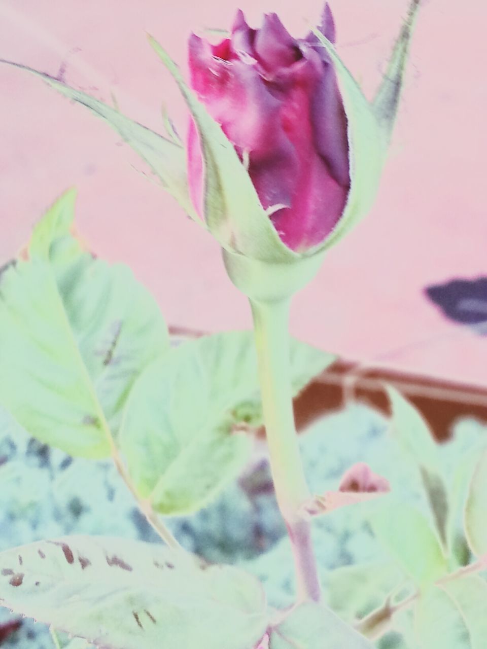 flower, petal, fragility, freshness, flower head, pink color, close-up, growth, beauty in nature, plant, leaf, stem, nature, focus on foreground, rose - flower, single flower, bud, blooming, in bloom, no people