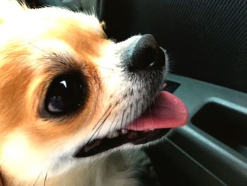 Close-up portrait of dog