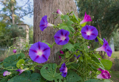 Close-up of purple flowering plants