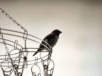 Low angle view of bird perching on fence against sky