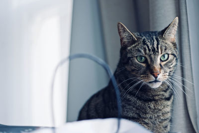 Close-up portrait of a cat