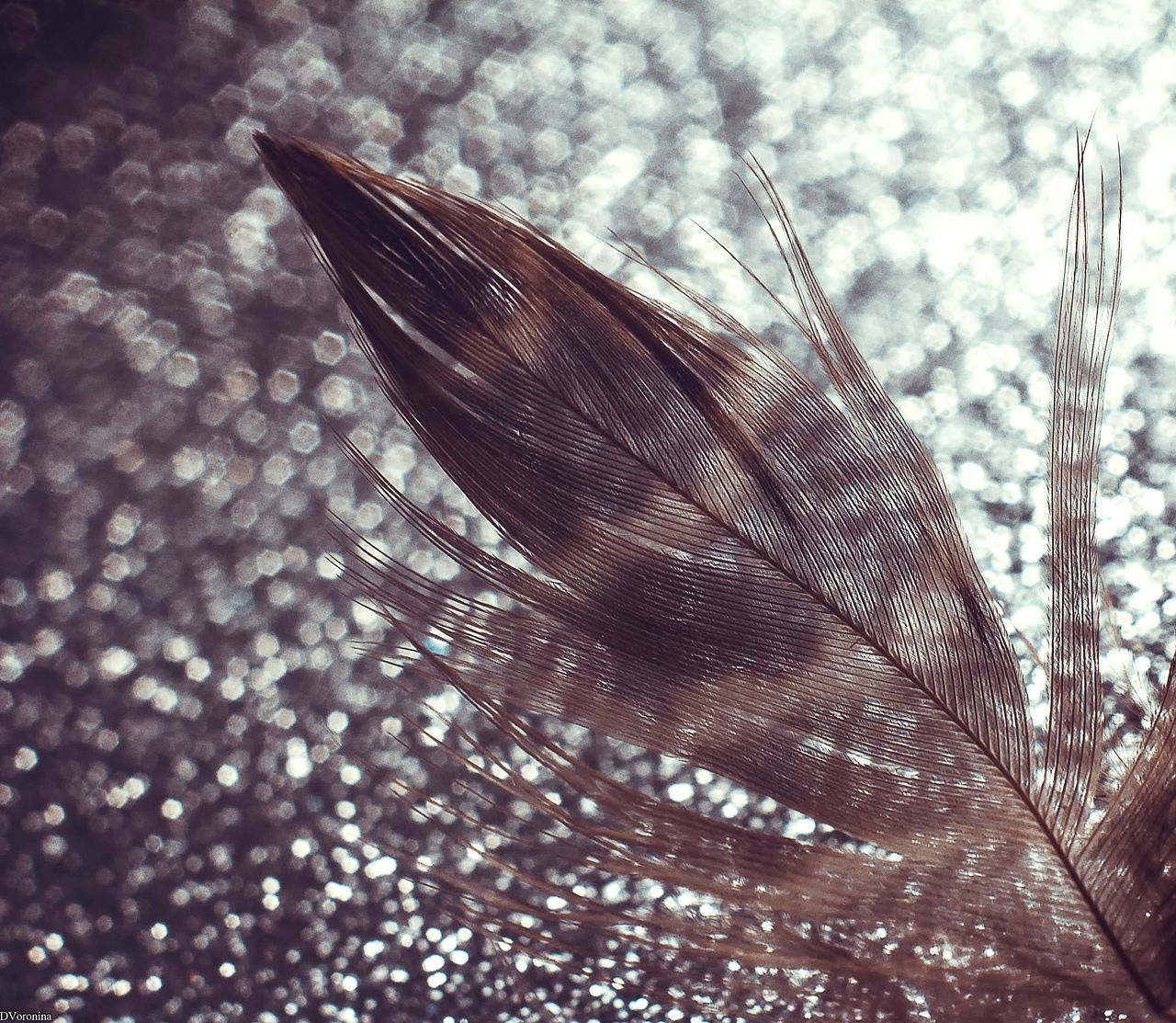 CLOSE-UP OF FEATHER ON WATER