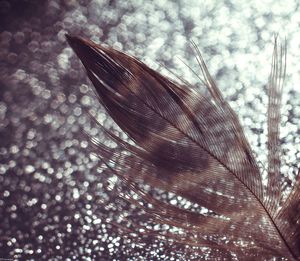 Close-up of peacock