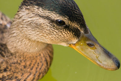 Close-up of a bird