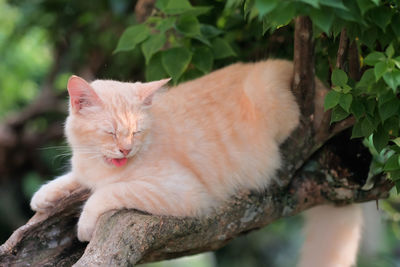 Cat lying on a tree