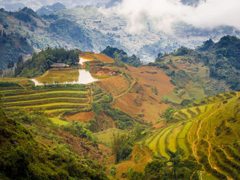 Scenic view of agricultural field