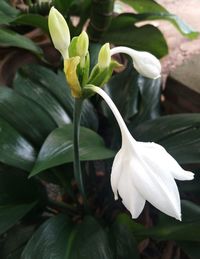 Close-up of white flowering plant