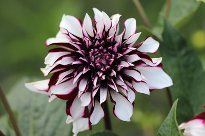 Close-up of pink flower