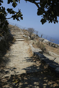 Footpath amidst trees against clear sky