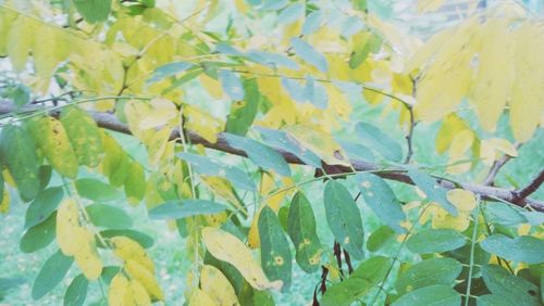 Full frame shot of leaves