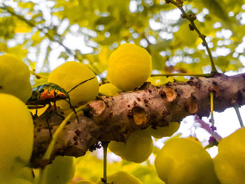 Close-up of fruits growing on tree