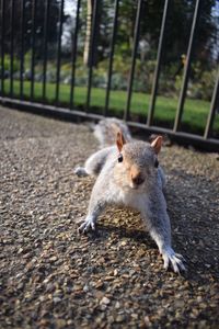 Close-up portrait of squirrel