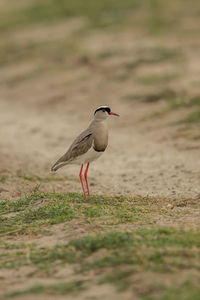 Bird on land