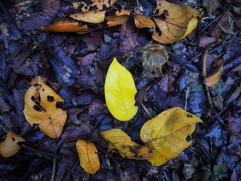 High angle view of dry leaves on road