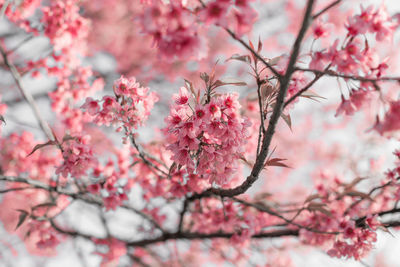 Close-up of pink flowers on branch