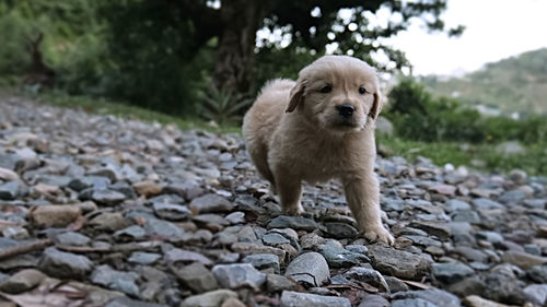 Portrait of dog on rock