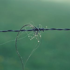 Close-up of wet spider web on plant