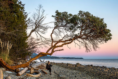 Tree by sea against sky