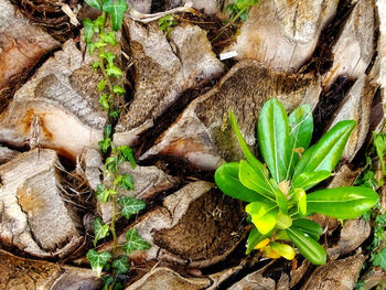 High angle view of leaves on tree trunk