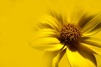 Close-up of yellow flowering plant