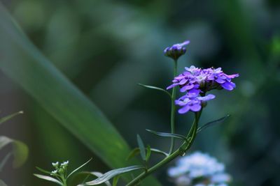 Close-up of purple flowering plant