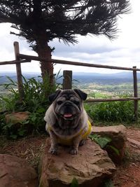 Portrait of dog sitting outdoors