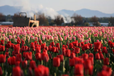 Fields of tulips