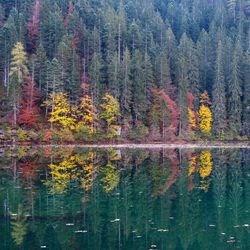 Scenic view of forest during autumn