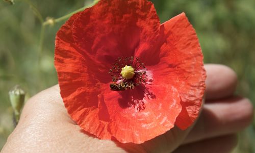Close-up of red flower
