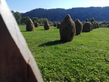 Trees on grassy field