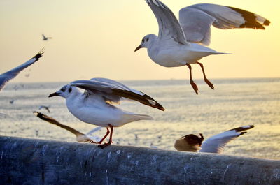 Seagulls flying over sea