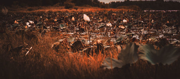 Plants on field by lake