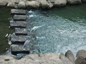 Bird perching on rock in water